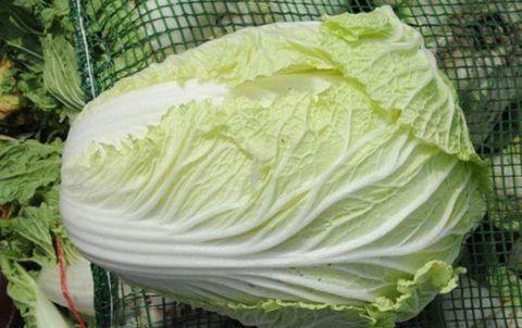 冬天吃白菜、猪肚可以养胃？营养师说出了正确的“养胃”做法