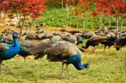 冬季游巴南!这里可以喂羊驼、看孔雀东南飞、逛古镇、穿越音乐溶洞! 冬季游巴南!这里可以喂羊驼、看孔雀东南飞、逛古镇、穿越音乐溶洞!