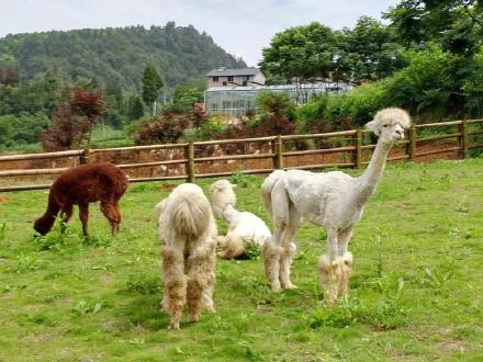 冬季游巴南!这里可以喂羊驼、看孔雀东南飞、逛古镇、穿越音乐溶洞! 冬季游巴南!这里可以喂羊驼、看孔雀东南飞、逛古镇、穿越音乐溶洞!