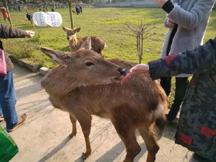 冬季游巴南!这里可以喂羊驼、看孔雀东南飞、逛古镇、穿越音乐溶洞! 冬季游巴南!这里可以喂羊驼、看孔雀东南飞、逛古镇、穿越音乐溶洞!
