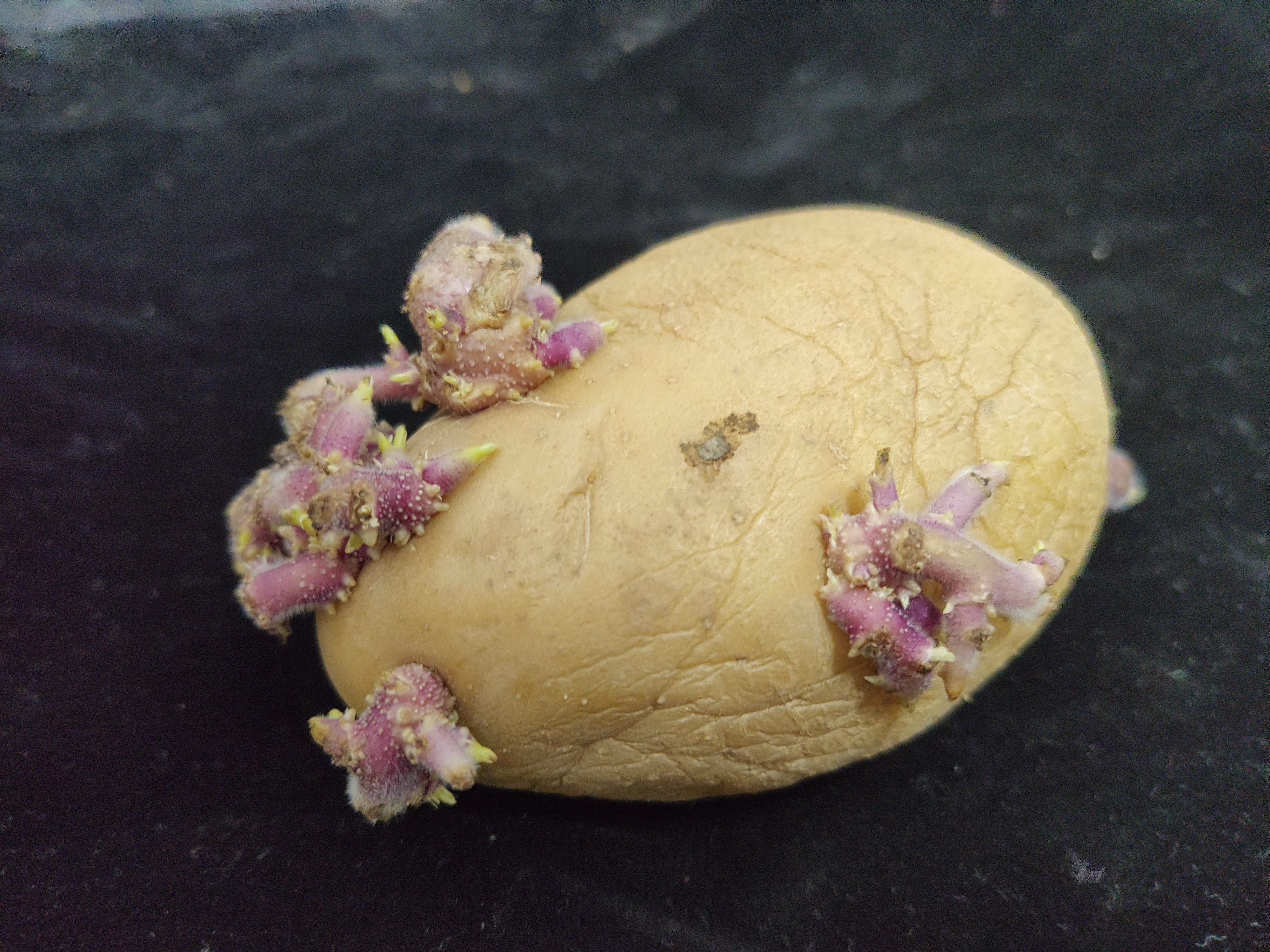 买土豆时,挑绿皮还是黄皮的?买错可是会中毒的,下次别再买错了