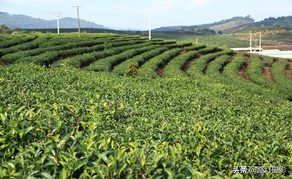 云南很适合养老的小城,冬比昆明暖,夏比北海凉,你知道是哪吗?