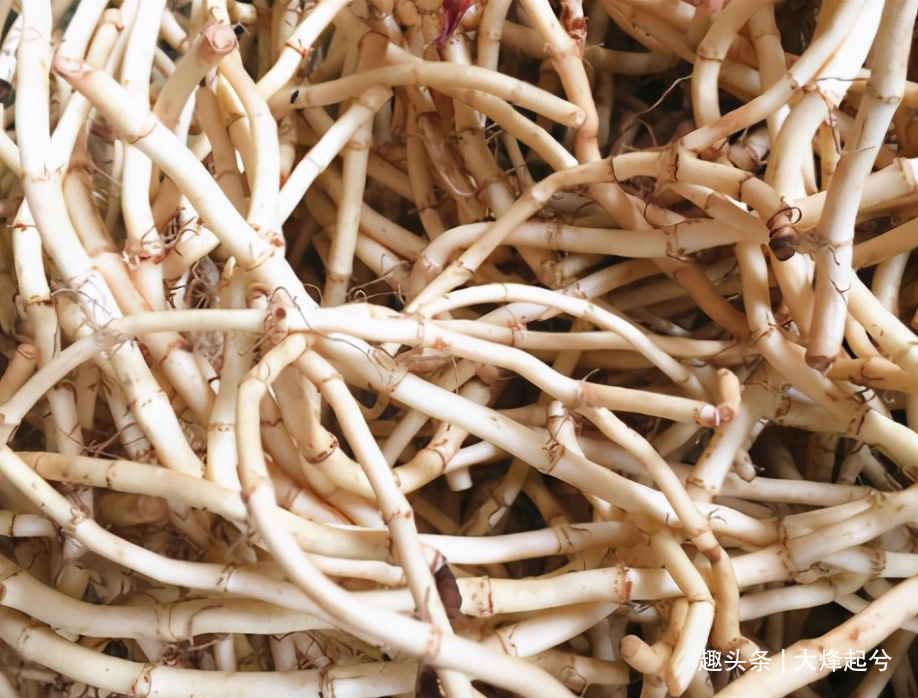 惊蛰节气,鱼腥草正当时,一次多买点凉拌着吃,给家人尝尝鲜