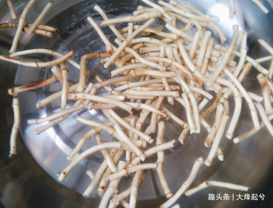 惊蛰节气,鱼腥草正当时,一次多买点凉拌着吃,给家人尝尝鲜