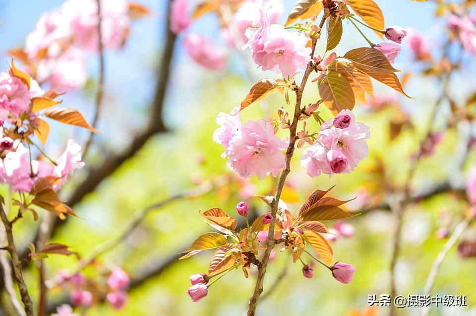 这2张照片,有3个拍摄忌讳,不易发现,摄影新手要小心啦