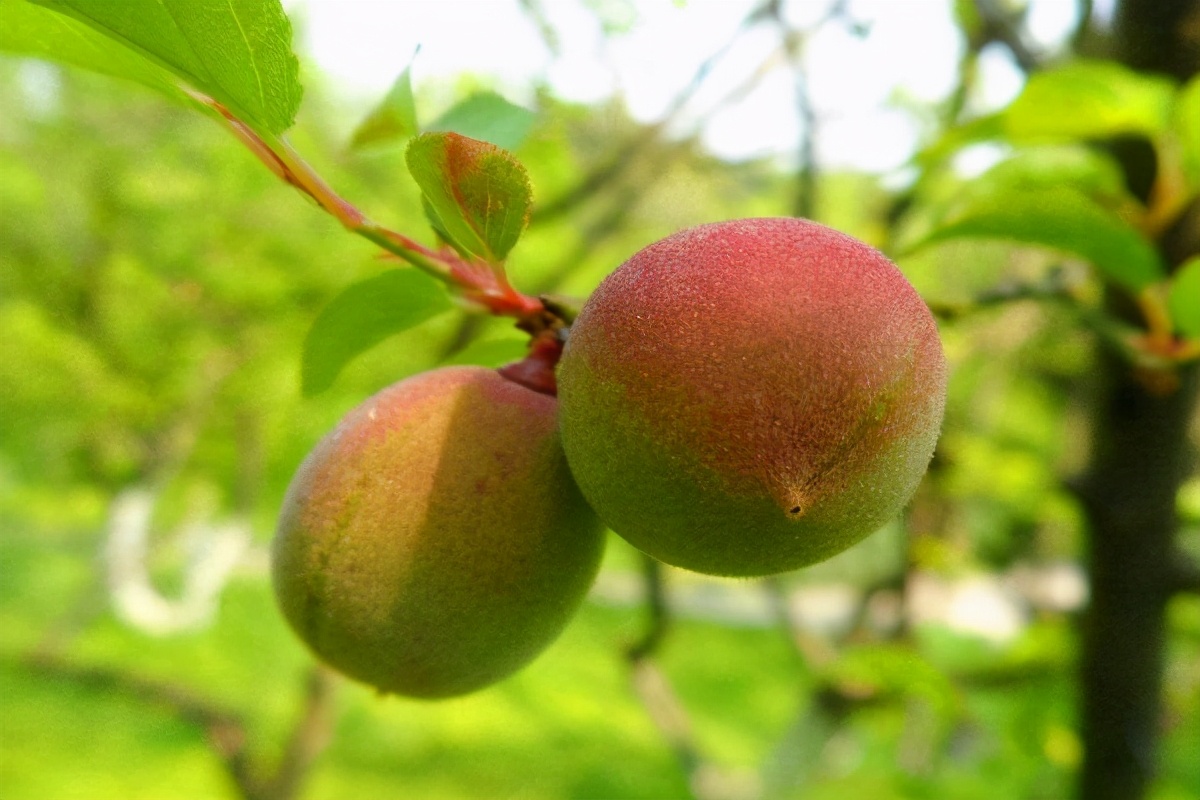 春天应该怎么吃,才能让身体更好,增加抵抗力