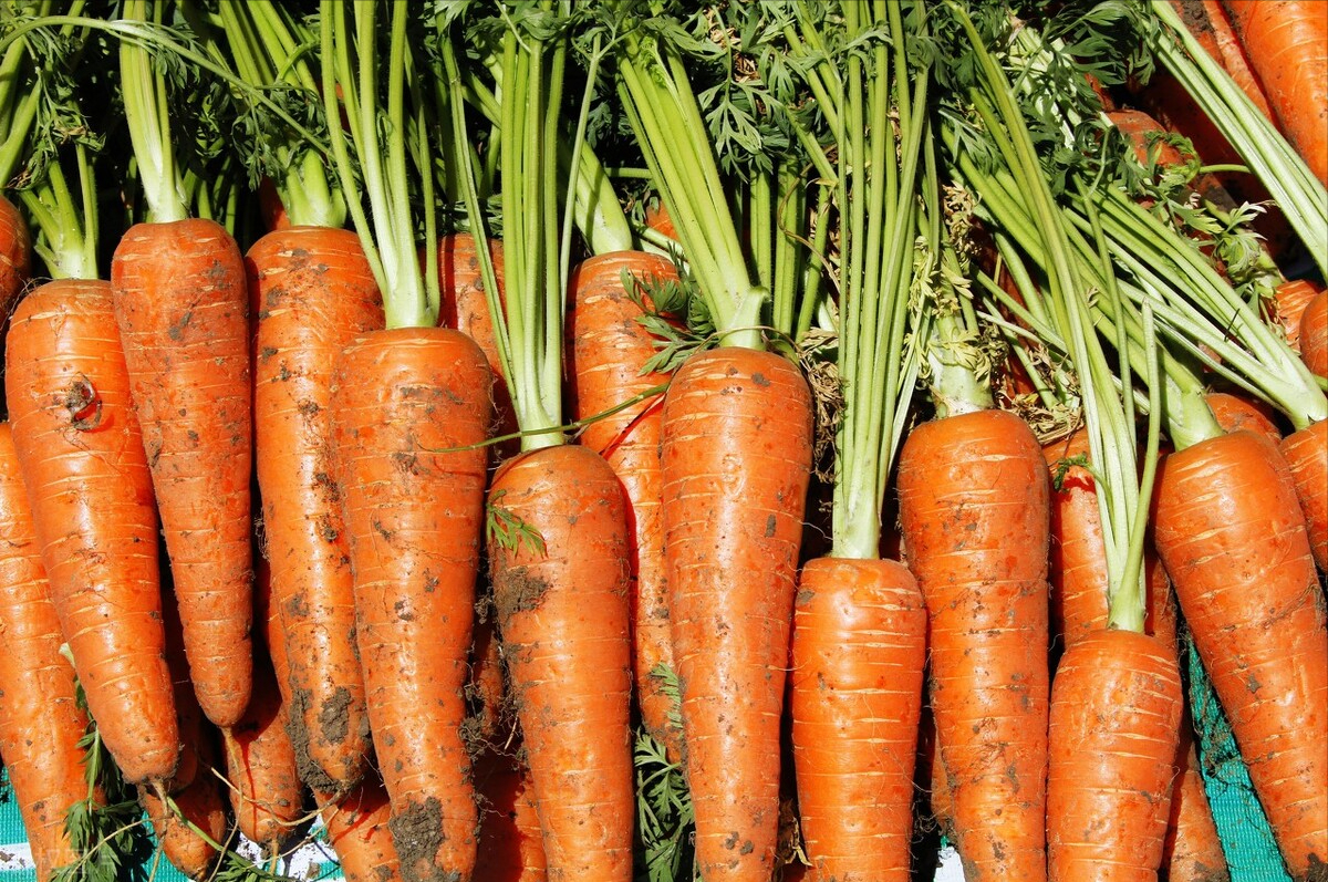 养生达人是吃什么祛湿的?原来他们常吃这几样,湿气见了躲着走