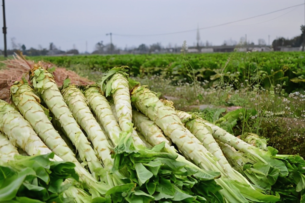 养生达人是吃什么祛湿的?原来他们常吃这几样,湿气见了躲着走