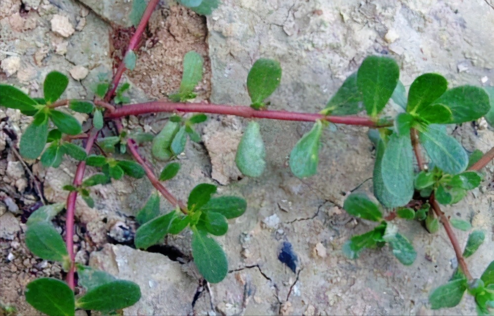 养生达人是吃什么祛湿的?原来他们常吃这几样,湿气见了躲着走