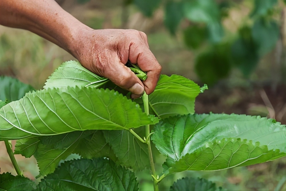 养生达人是吃什么祛湿的?原来他们常吃这几样,湿气见了躲着走