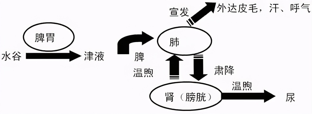 体内有痰湿?皆因这3种原因,根源找对了,才能有效祛痰湿