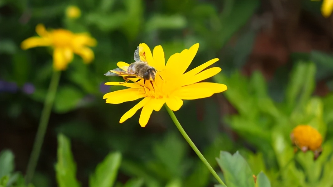 春季养肝正当时!该如何做,你知道吗?