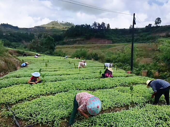 顾县镇中药材园区的产业工人劳作 &nbsp; 受访者供图