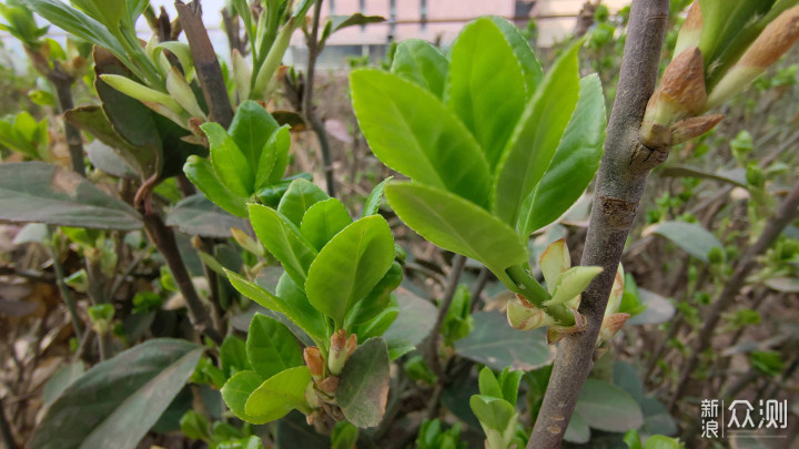 如同,却大有不同丨魅族18体验报告_新浪众测