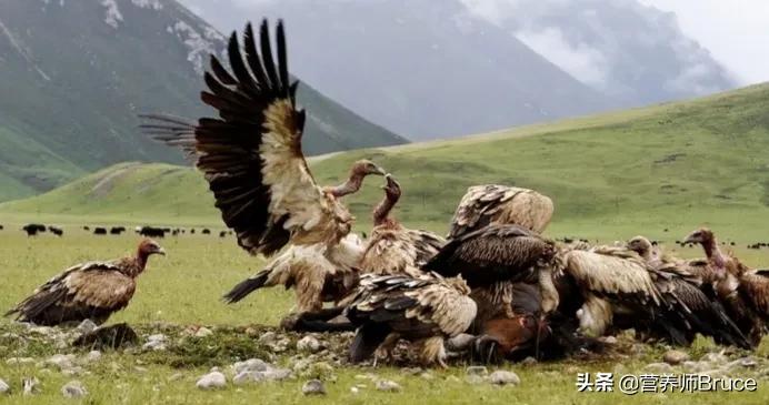 胃胀、胃反酸、胃溃疡,可以吃什么食物缓解胃酸过多?