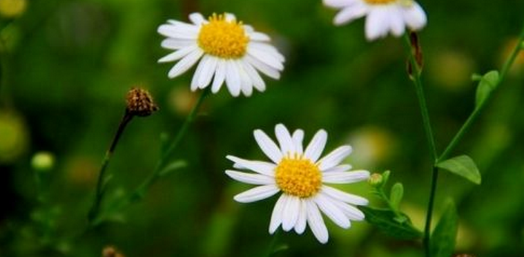 别把它认错了!这不是野菊花,叫马兰,嫩时为野菜成熟为中药