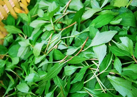 别把它认错了!这不是野菊花,叫马兰,嫩时为野菜成熟为中药