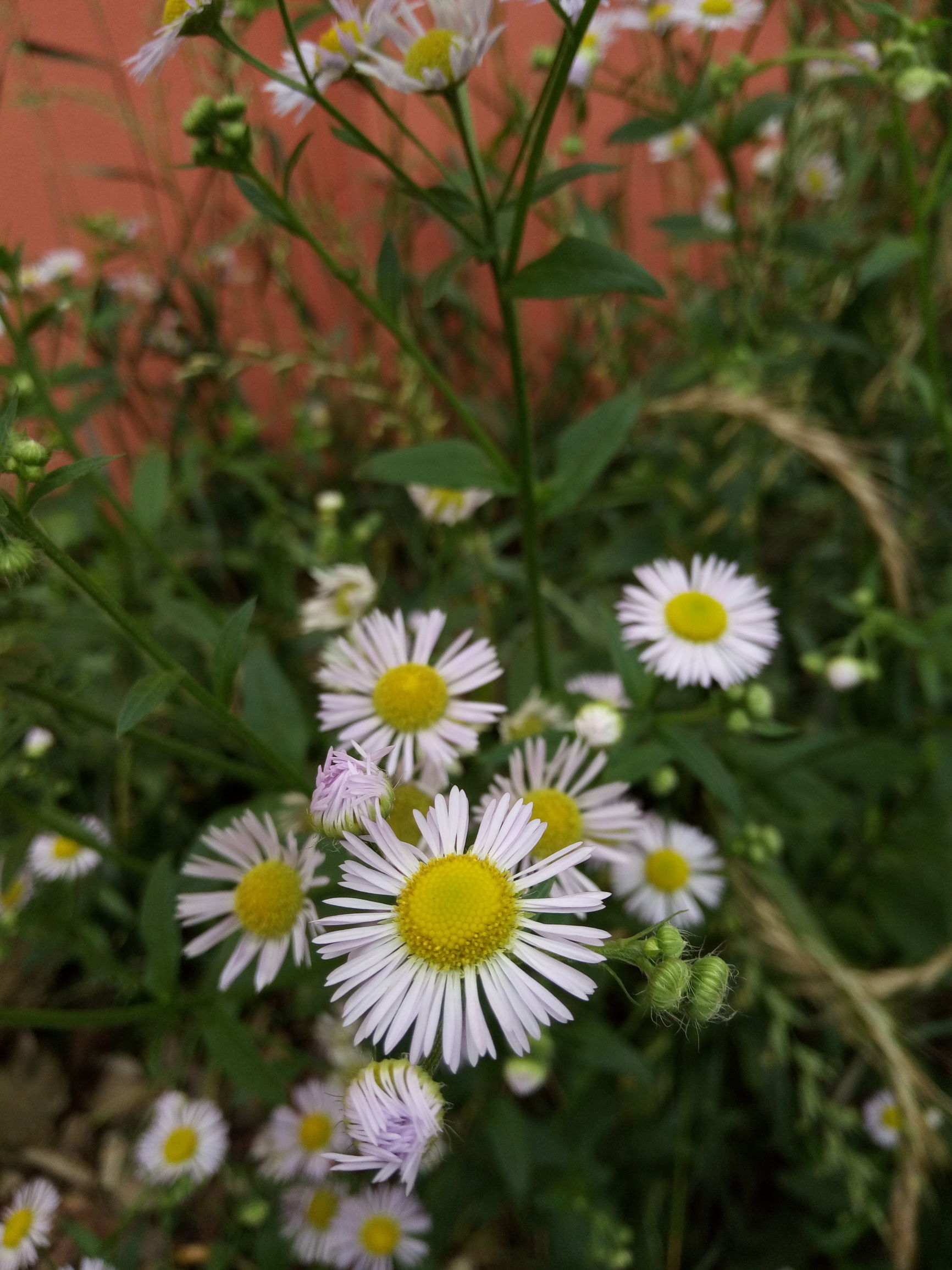 别把它认错了!这不是野菊花,叫马兰,嫩时为野菜成熟为中药